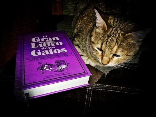Gran -libro -gatos